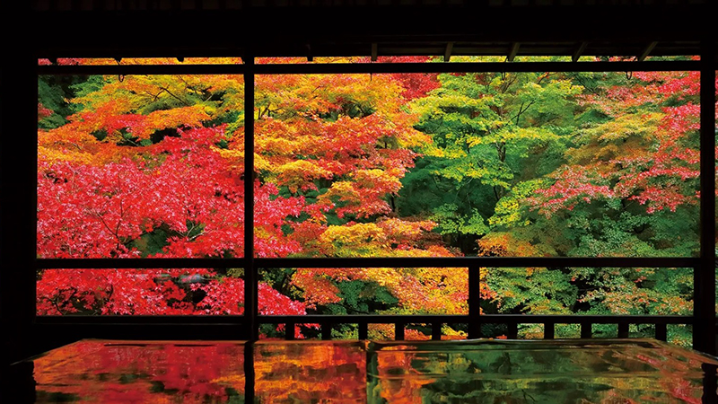 京都・八瀬の名刹「瑠璃光院」2026春の特別拝観（新緑の庭園と建築見学）